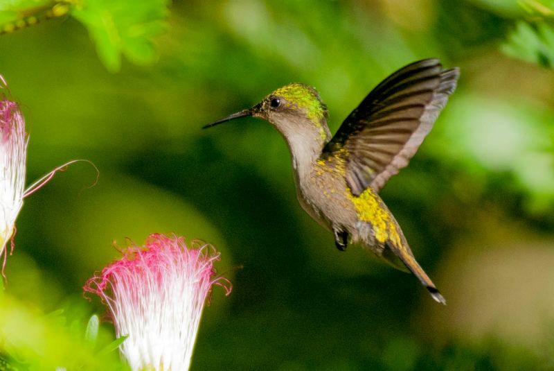 Colibri