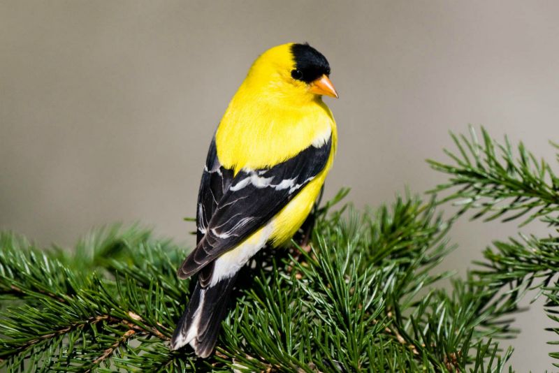 Chardonneret jaune