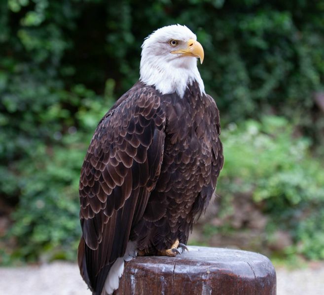 Aigle à tête blanche