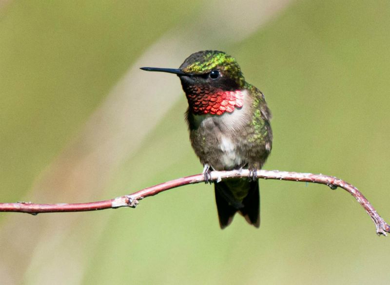 Colibri à gorge rubis