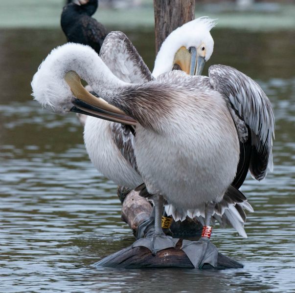 Pelican