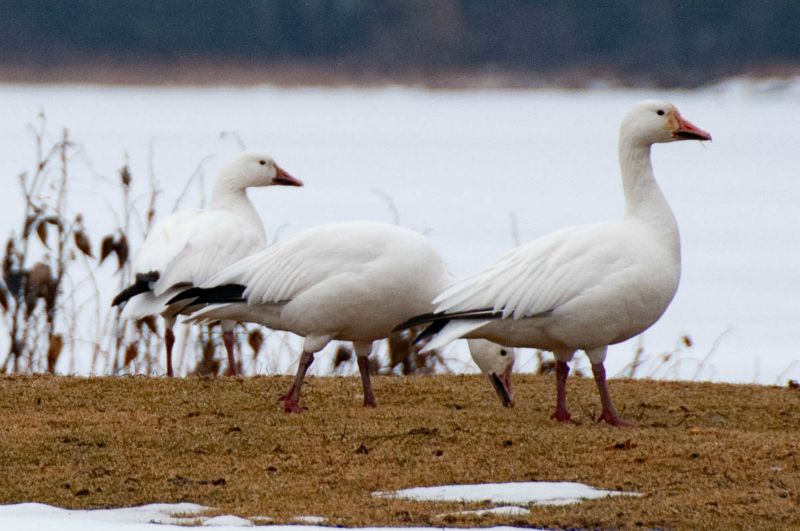 Oies blanches du Canada