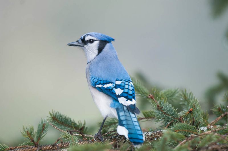 Gaie bleu