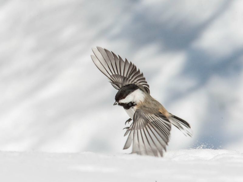 Mésange à tête noire