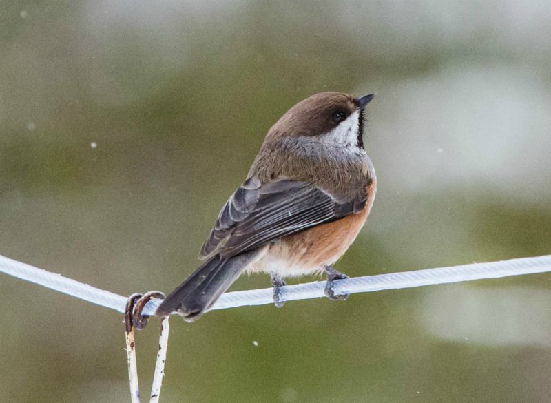 Mésange à tête brune