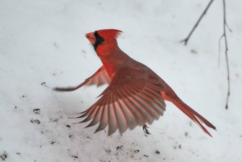Cardinal