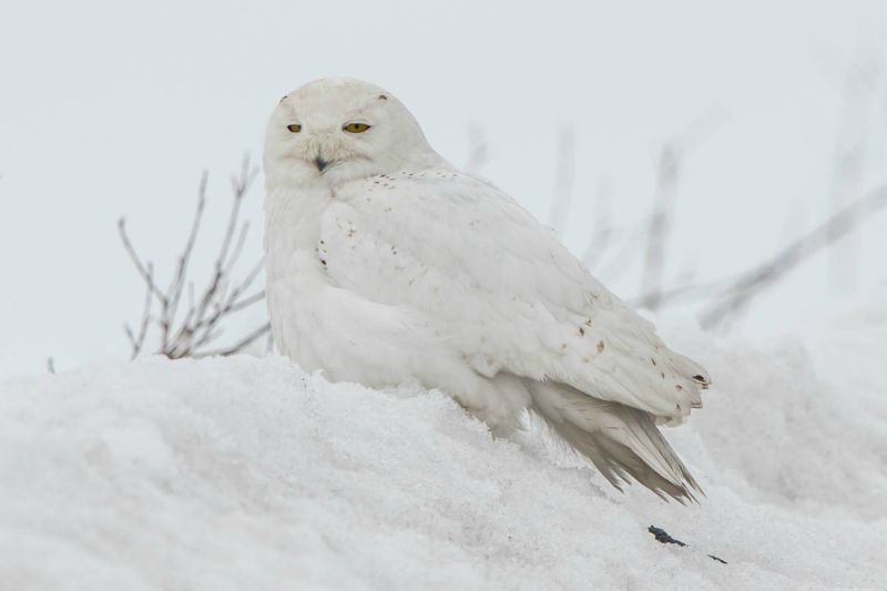 Harfang des neiges