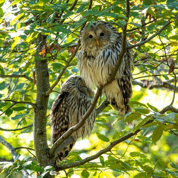 Chouettes de l'Oural