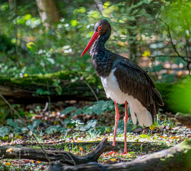 Cigogne noire