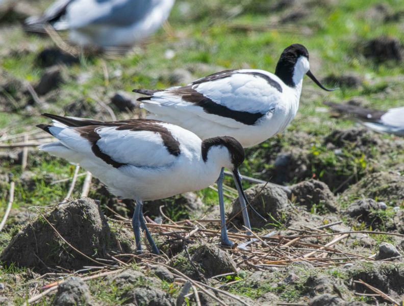 Avocette élégante